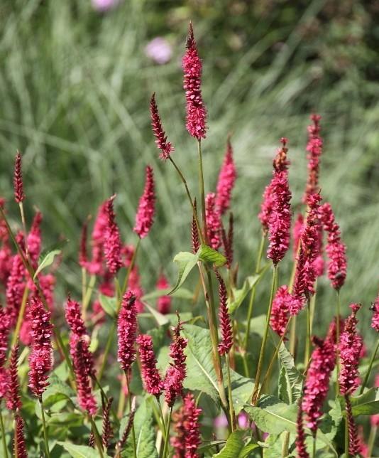 Persicaria ampl. Firetail, Duizendknoop, Ophalen, Zomer, Vaste plant, Overige soorten