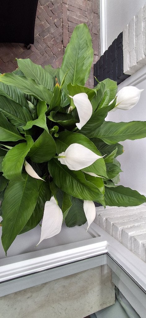 Grote (Spathiphyllum) prachtig bloeiende lepelplant, Ophalen, Overige soorten, Halfschaduw, Minder dan 100 cm