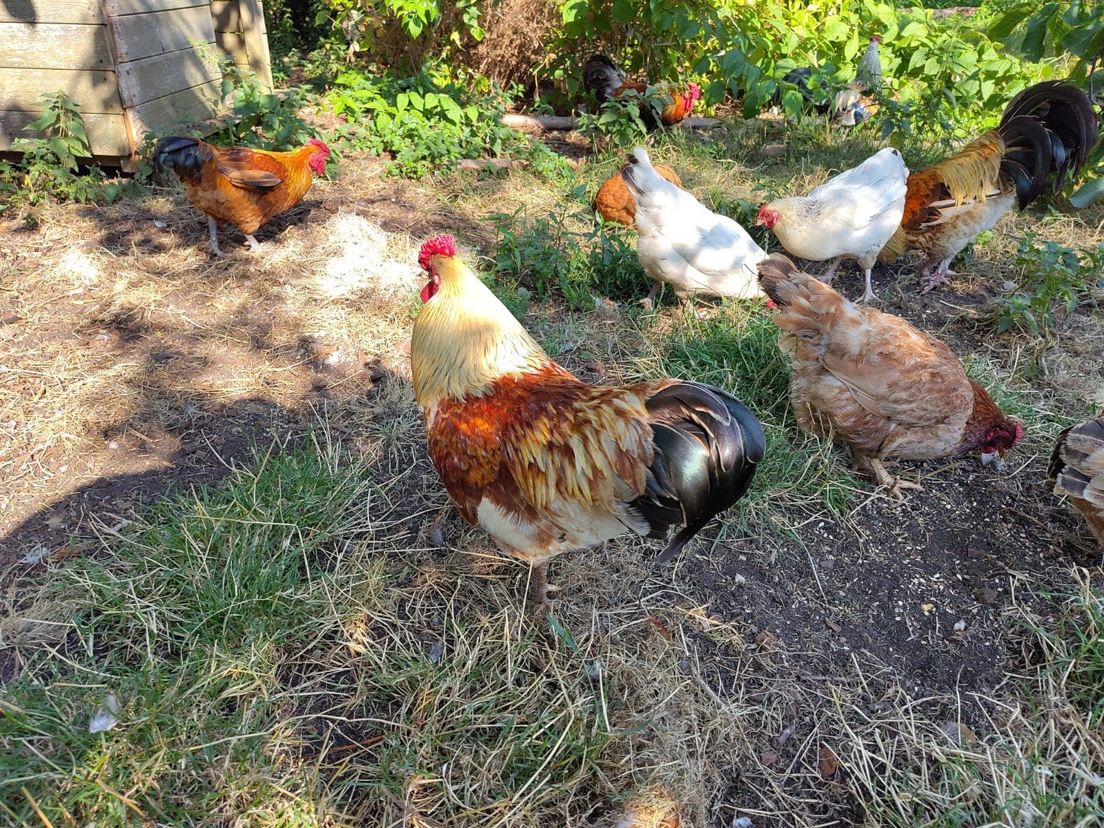 Mooie hanen GRATIS af te halen (zelf vangen), Dieren en Toebehoren, Pluimvee, Mannelijk, Kip