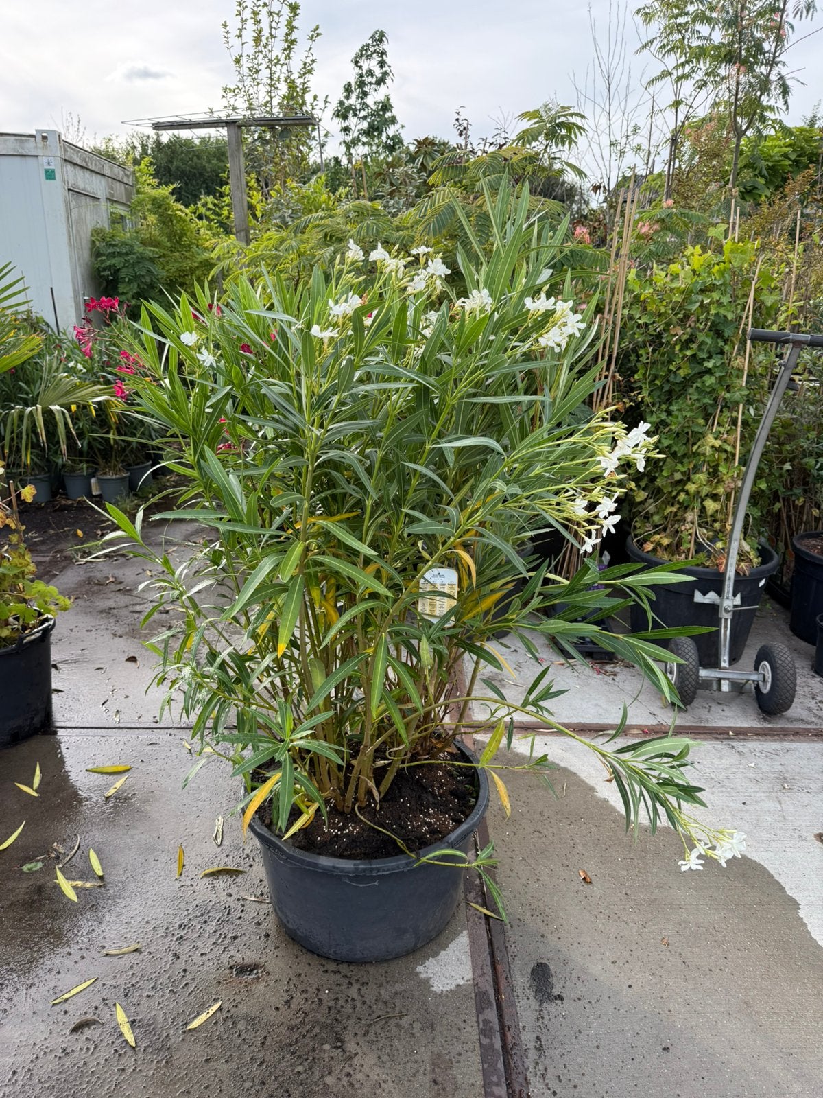 Oleanders 3 kleuren in grote kuip 60 liter  planten 125 hoog, Tuin en Terras, Planten | Tuinplanten, Volle zon, Vaste plant, Zomer
