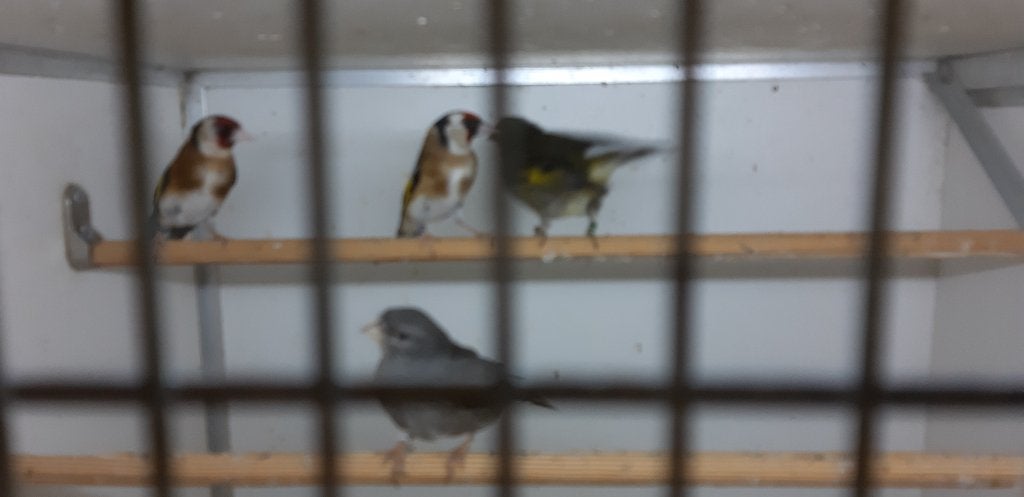 hybride, Dieren en Toebehoren, Vogels | Overige Vogels, Mannelijk, Geringd