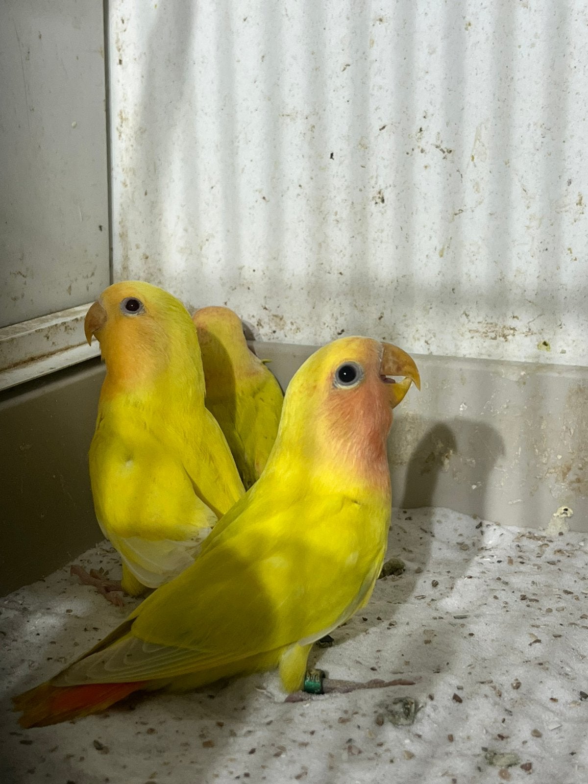 3 Jonge Roseicollis 5/6 Weken Te Reseveren., Vrouwelijk, Dwergpapegaai of Agapornis, Geringd