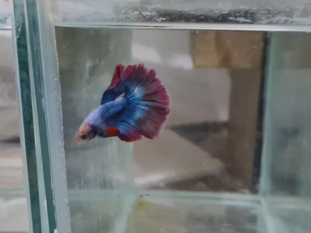 Betta splendens super delta kempvis man, Dieren en Toebehoren, Vissen | Aquariumvissen, Vis, Zoetwatervis