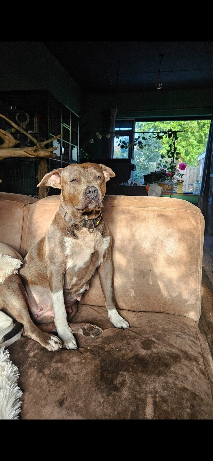 Amerikaanse stafford kruising cane corso., 8 tot 15 weken, Meerdere, Meerdere dieren, CDV (hondenziekte)