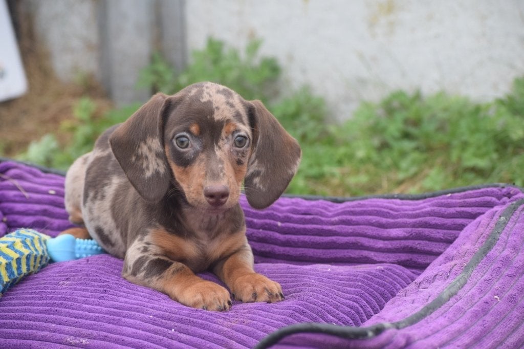 Teckel pups dwerg en kaninche, Dieren en Toebehoren, 15 weken tot 1 jaar, Dwerg, Meerdere, Meerdere dieren