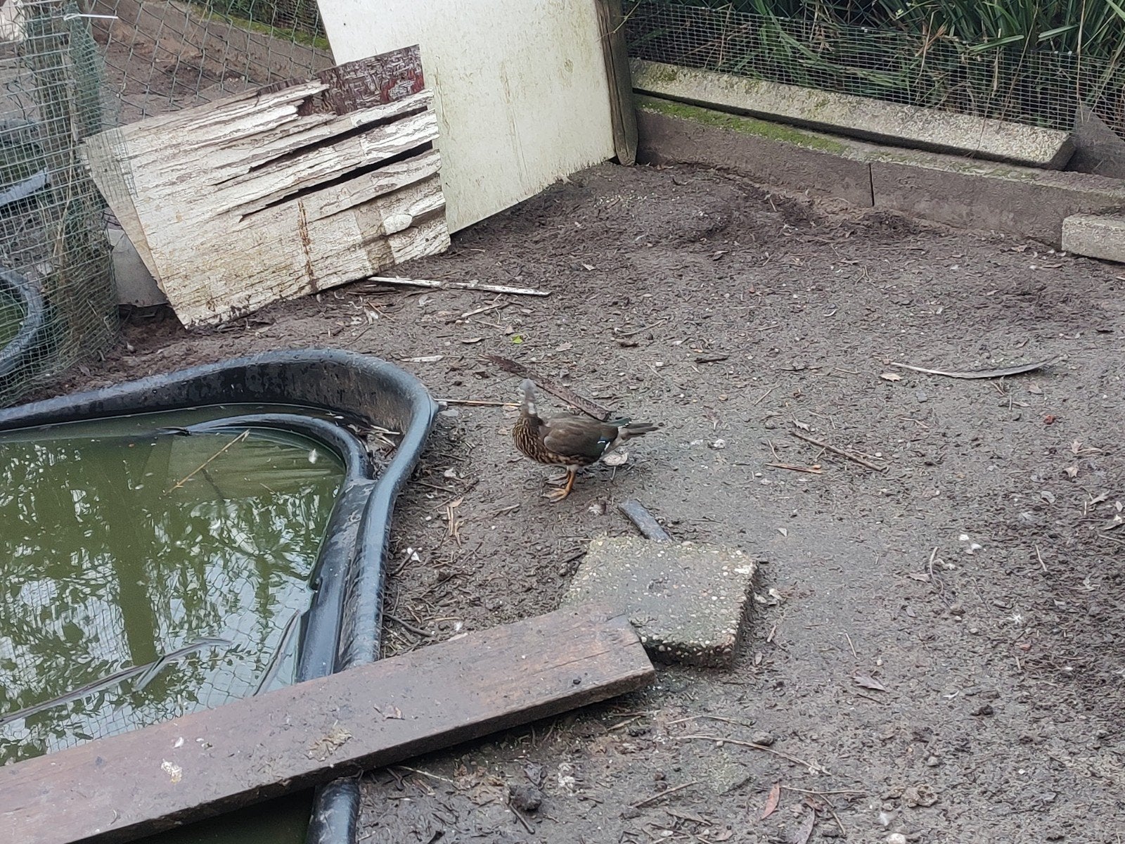 Jonge Mandarijneenden, Dieren en Toebehoren, Meerdere dieren, Eend