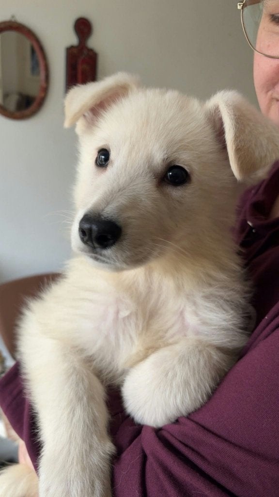 zwitserse witte herder stokhaar pups, Dieren en Toebehoren, 8 tot 15 weken, Teef, Meerdere, Herder