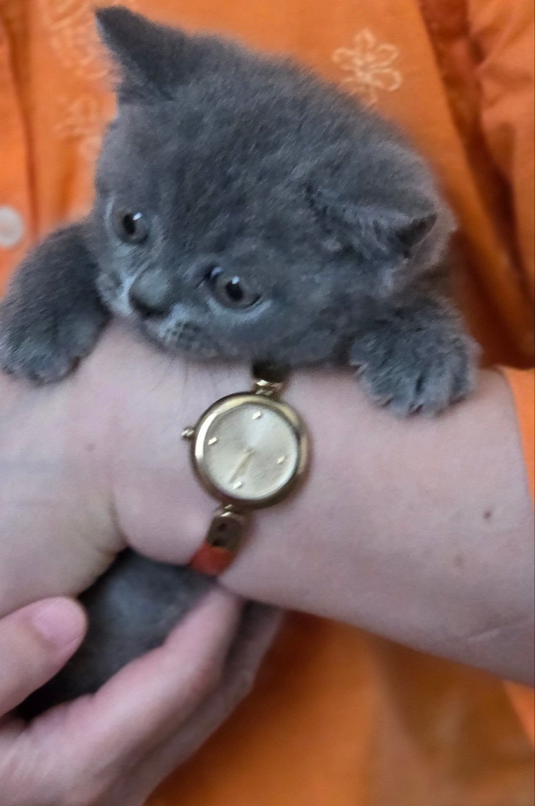 Britse korthaar kittens, Dieren en Toebehoren