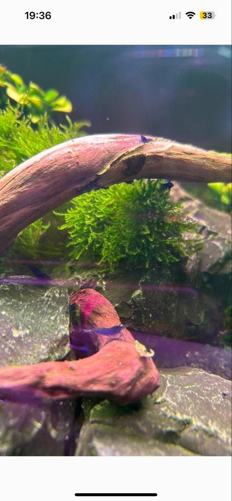 Blauwe garnalen, Dieren en Toebehoren, Vissen | Aquariumvissen, Kreeft, Krab of Garnaal