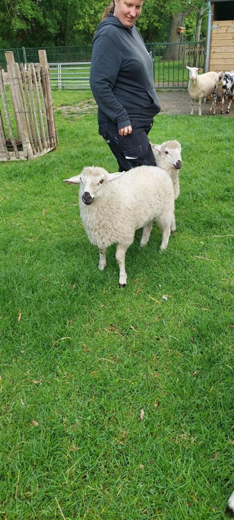 Ramlam van 12 maart  walliser schwarznase x friesmelkschaap, Dieren en Toebehoren, Schapen, Geiten en Varkens, Mannelijk, Schaap