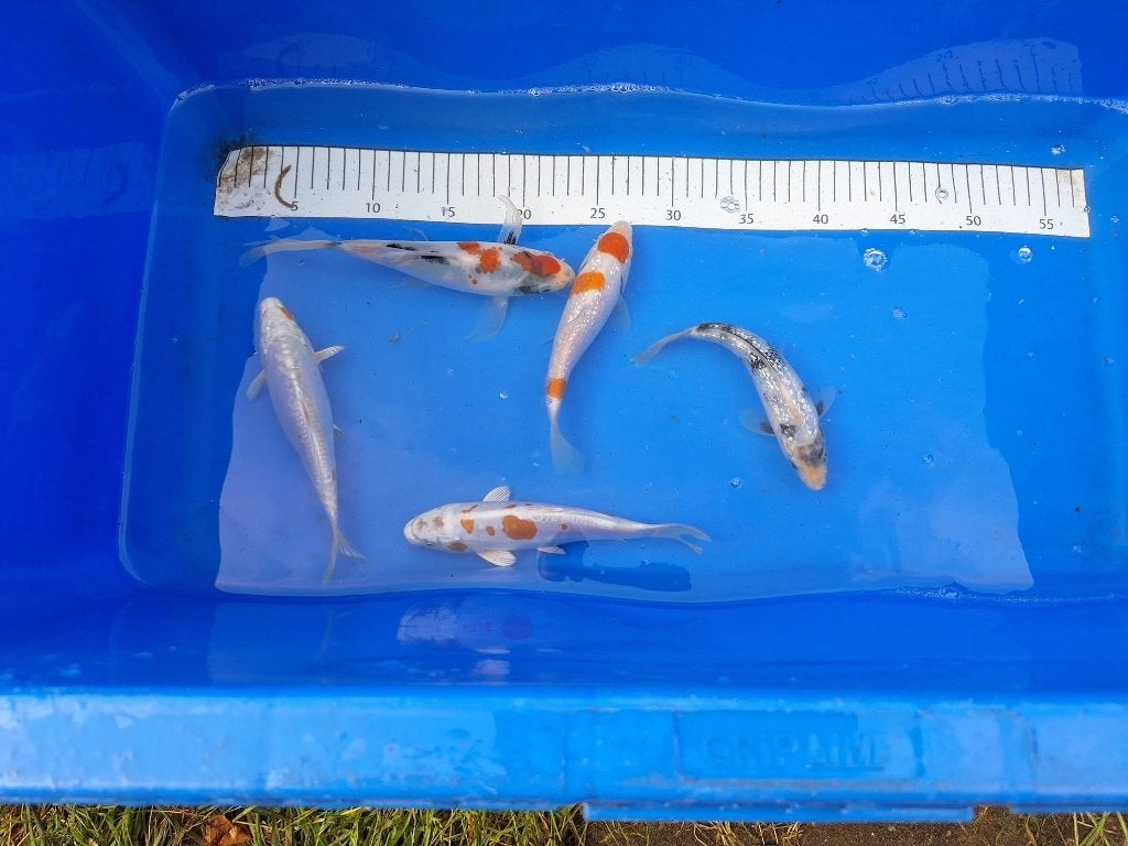 HERFSTAANBIEDING, UITVERKOOP KOI € 6,00 PS 5 VOOR 4, Dieren en Toebehoren, Karper of Koi