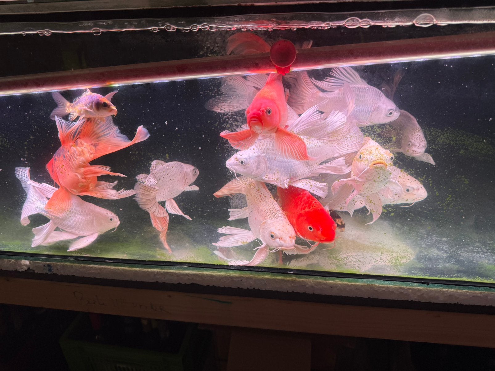 Butterfly koi groot., Dieren en Toebehoren, Vis