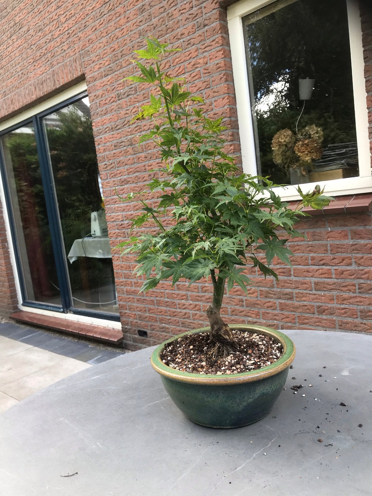 Japanse Esdoorn Bonsai - Acer Palmatum, Vaste plant, Bloeit niet, Halfschaduw, Ophalen