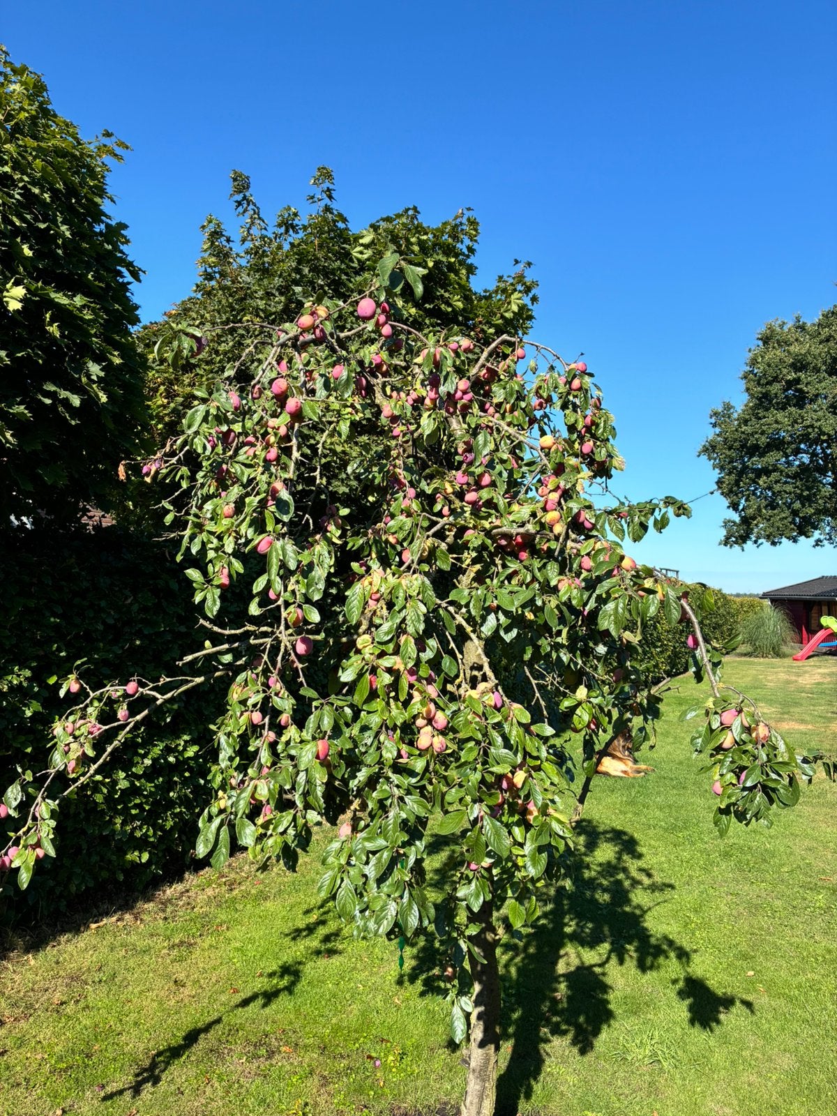 Prachtig pruimen boom., Overige soorten, Lente, 100 tot 250 cm, Ophalen