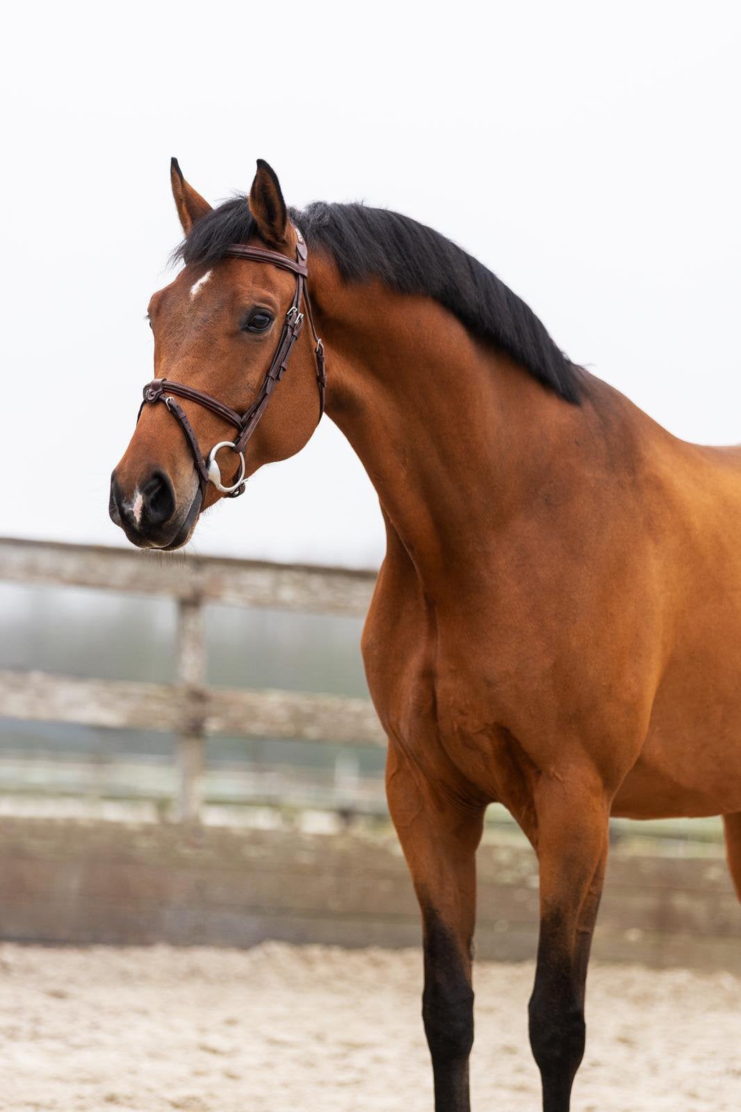 springpaard, Dieren en Toebehoren, Ruin, Springpaard, Met stamboom, 7 tot 10 jaar
