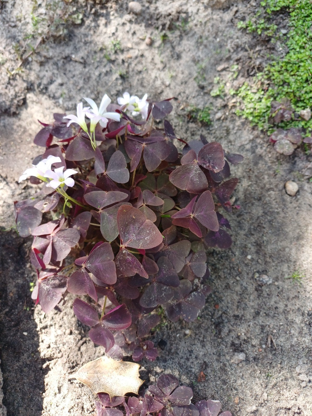 OXALIS Bloei de hele zomer.donker paars., Ophalen of Verzenden, Overige soorten, Volle zon