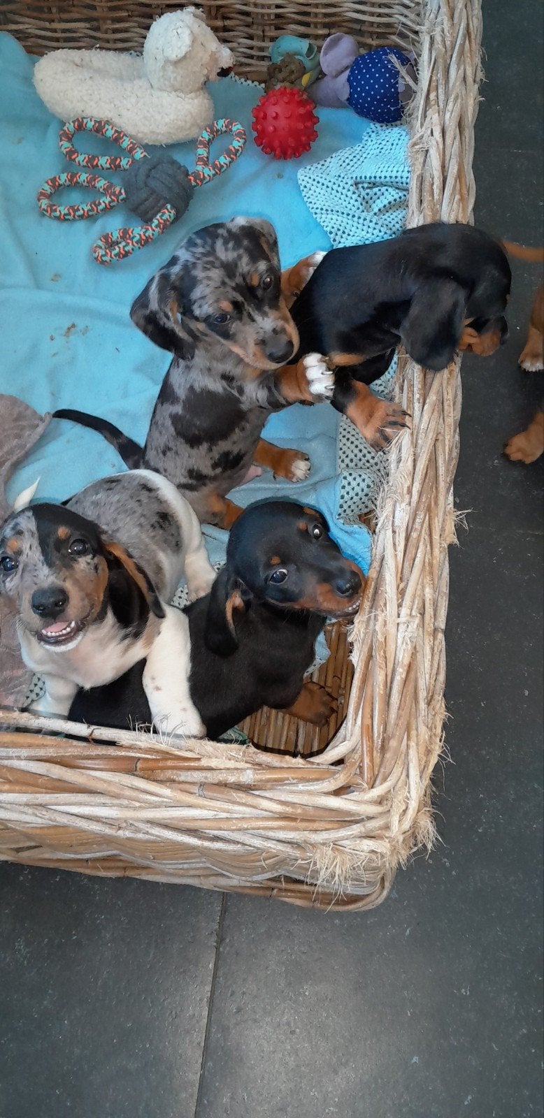 Dwergteckel pups kortharig., Dieren en Toebehoren, Honden | Teckels en Dashonden, Parvo, 8 tot 15 weken, Korthaar, Dwerg