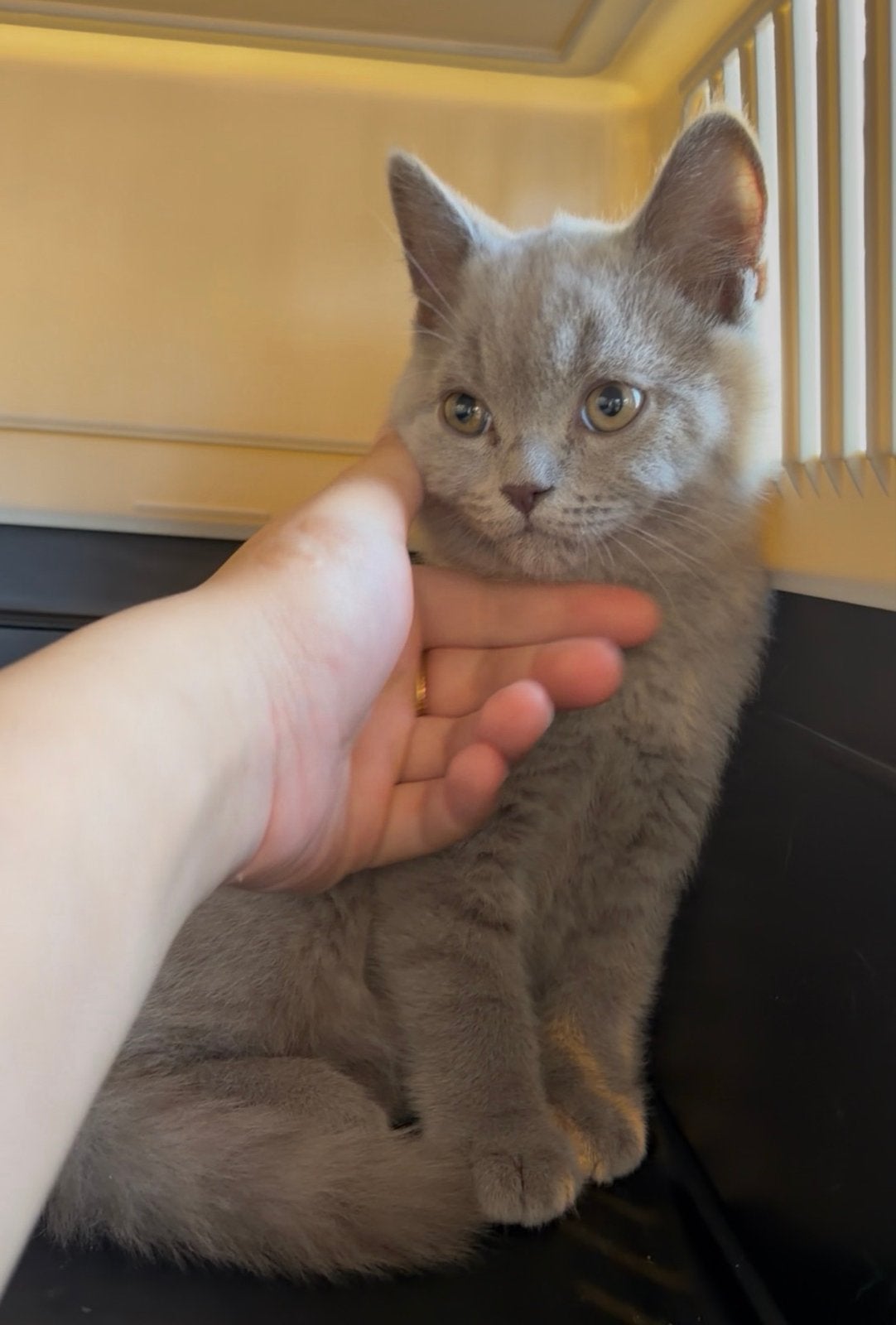 Britse korthaar kitten - Lilac, Dieren en Toebehoren