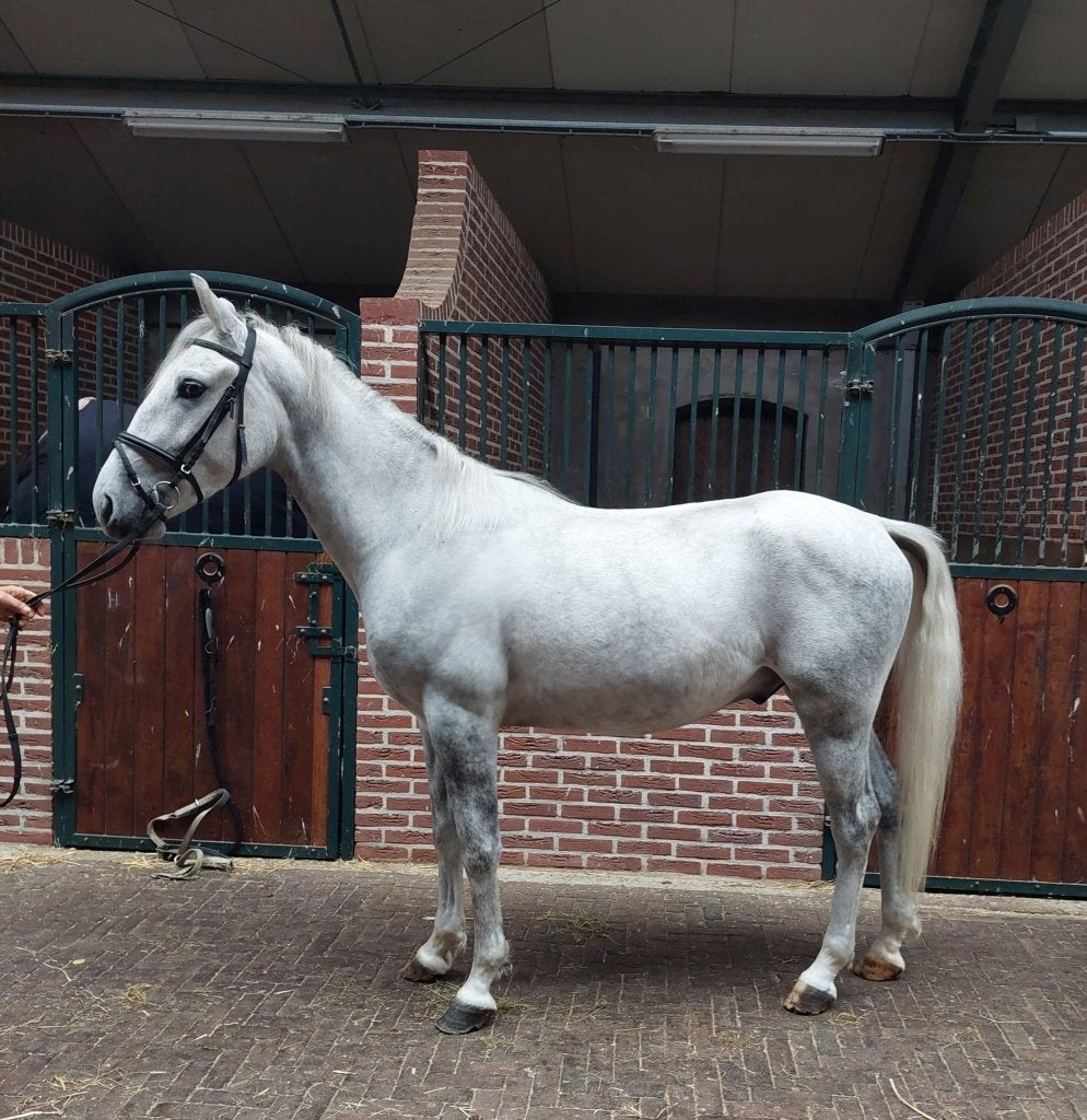 Te koop 4-jarige E-pony ruin., Ruin, Zadelmak, 3 tot 6 jaar, Recreatiepony