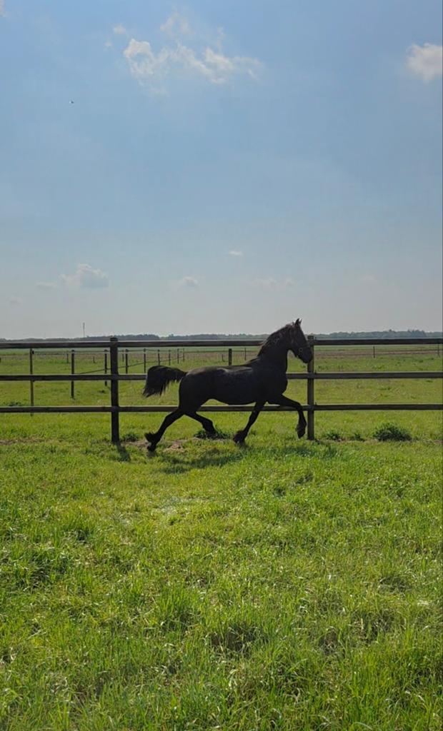 Jaarling hengst, Dieren en Toebehoren, Paarden, Hengst, Onbeleerd, 160 tot 165 cm, 0 tot 2 jaar, Met stamboom, Gechipt, Ontwormd