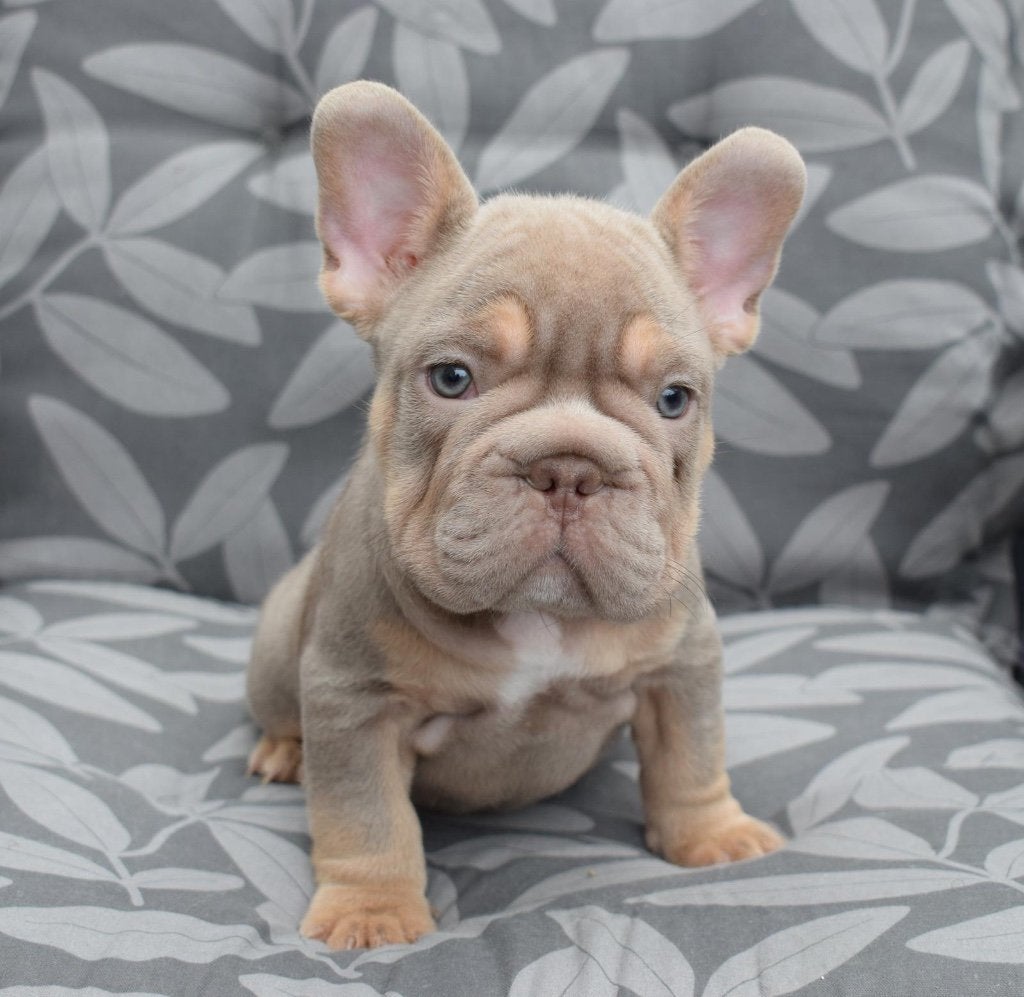 Franse Bulldog Puppys, CDV (hondenziekte), 8 tot 15 weken, Bulldog, Meerdere