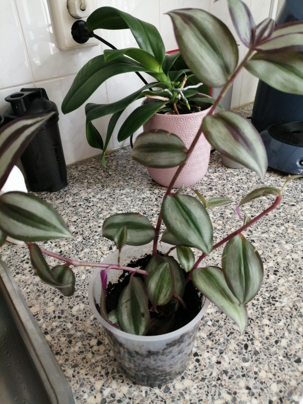 Tradescantia Zebrina - Levendige hangplant, Huis en Inrichting, Kamerplanten, Ophalen