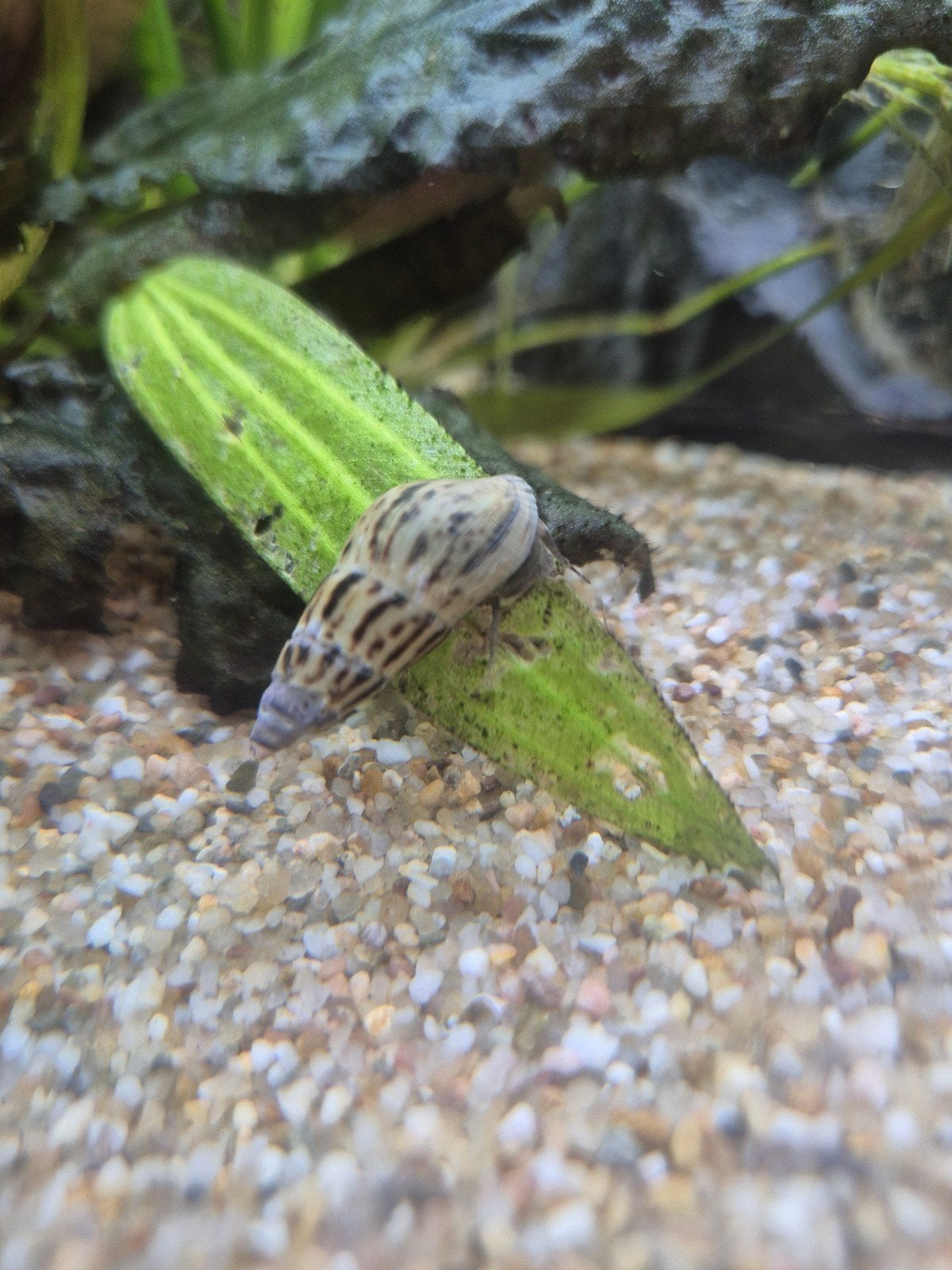 Maleisische trompetslak, Dieren en Toebehoren, Vissen | Aquariumvissen, Vis