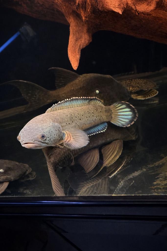 Aanbieding! Slangenkopvis Channa Bipuli, Dieren en Toebehoren, Vissen | Aquariumvissen, Vis, Zoetwatervis