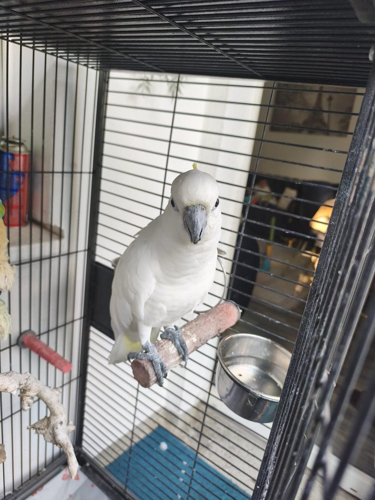 Witte Kaketoe 4 jaar – €2000, Mannelijk, Papegaai, Tam