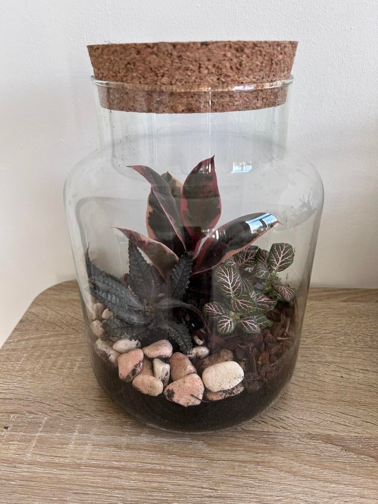 Ecosysteem met drie plantjes, Ophalen, Halfschaduw, Minder dan 100 cm