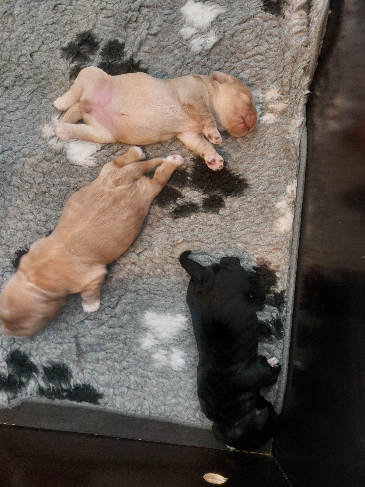 labradoodle x cockapoo pups, Overige rassen, 8 tot 15 weken, Parvo, Meerdere