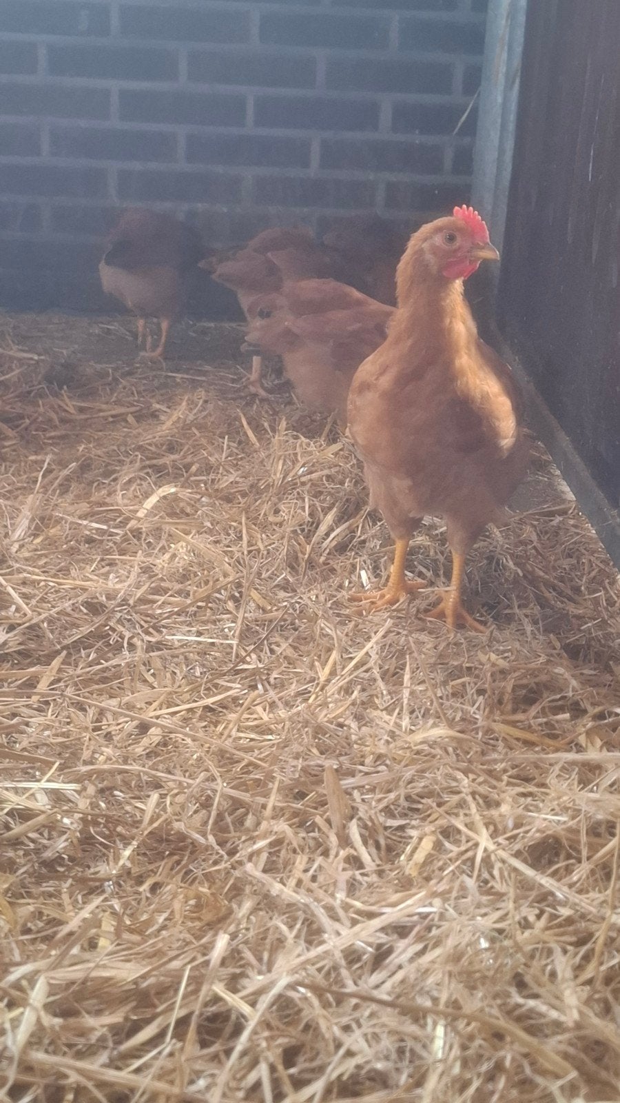 Mooie New Hampshire kuikens., Dieren en Toebehoren, Pluimvee, Meerdere dieren, Kip