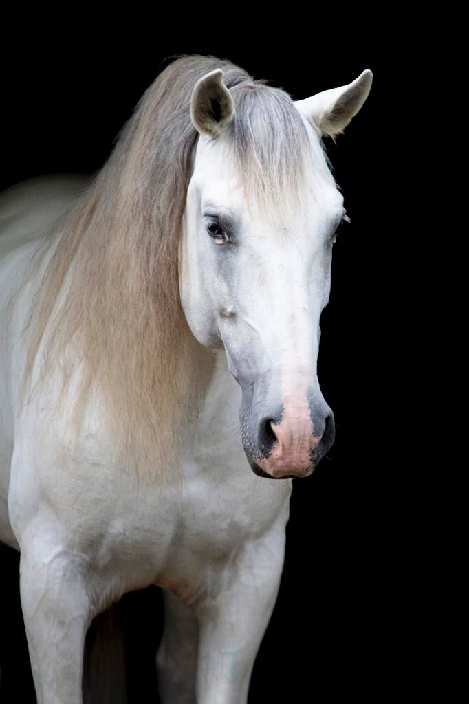 Ter dekking APTO P.R.E Hengst schimmel, Dieren en Toebehoren, Paarden en Pony's | Dekhengsten en Fokmerries, Hengst