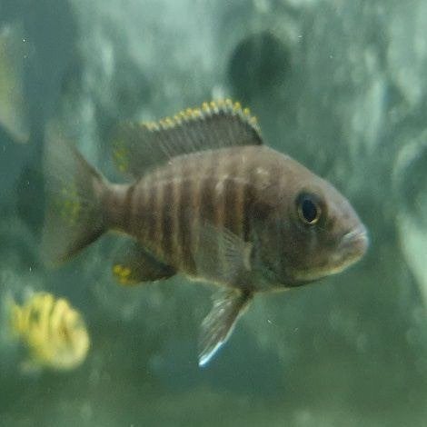 Haplochromis ahli, Vis