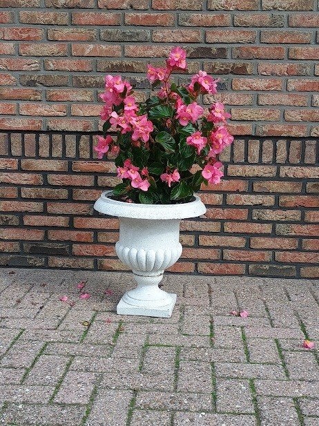 2  bloempotten met planten, Ophalen, Gebruikt, 40 cm of meer, Rond