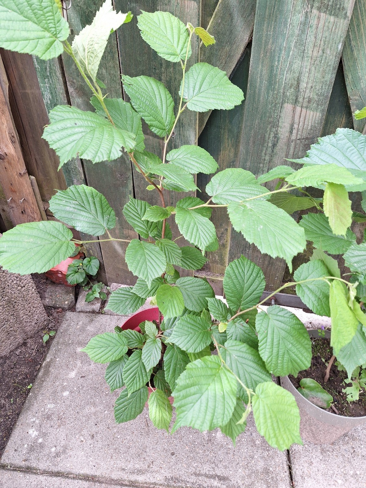 Hazelaar planten - Perfect voor tuin of bosrand, Ophalen