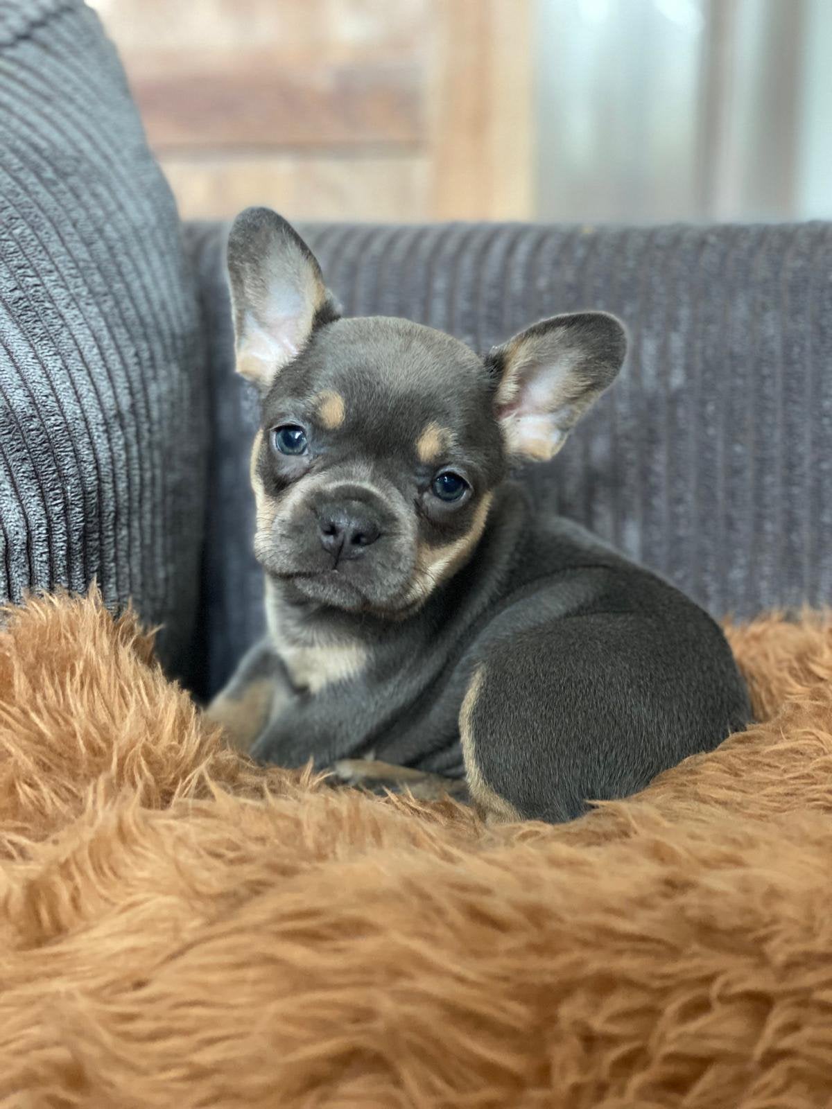 *** Franse Bulldog Pups ***, 8 tot 15 weken, Teef, Parvo, Bulldog