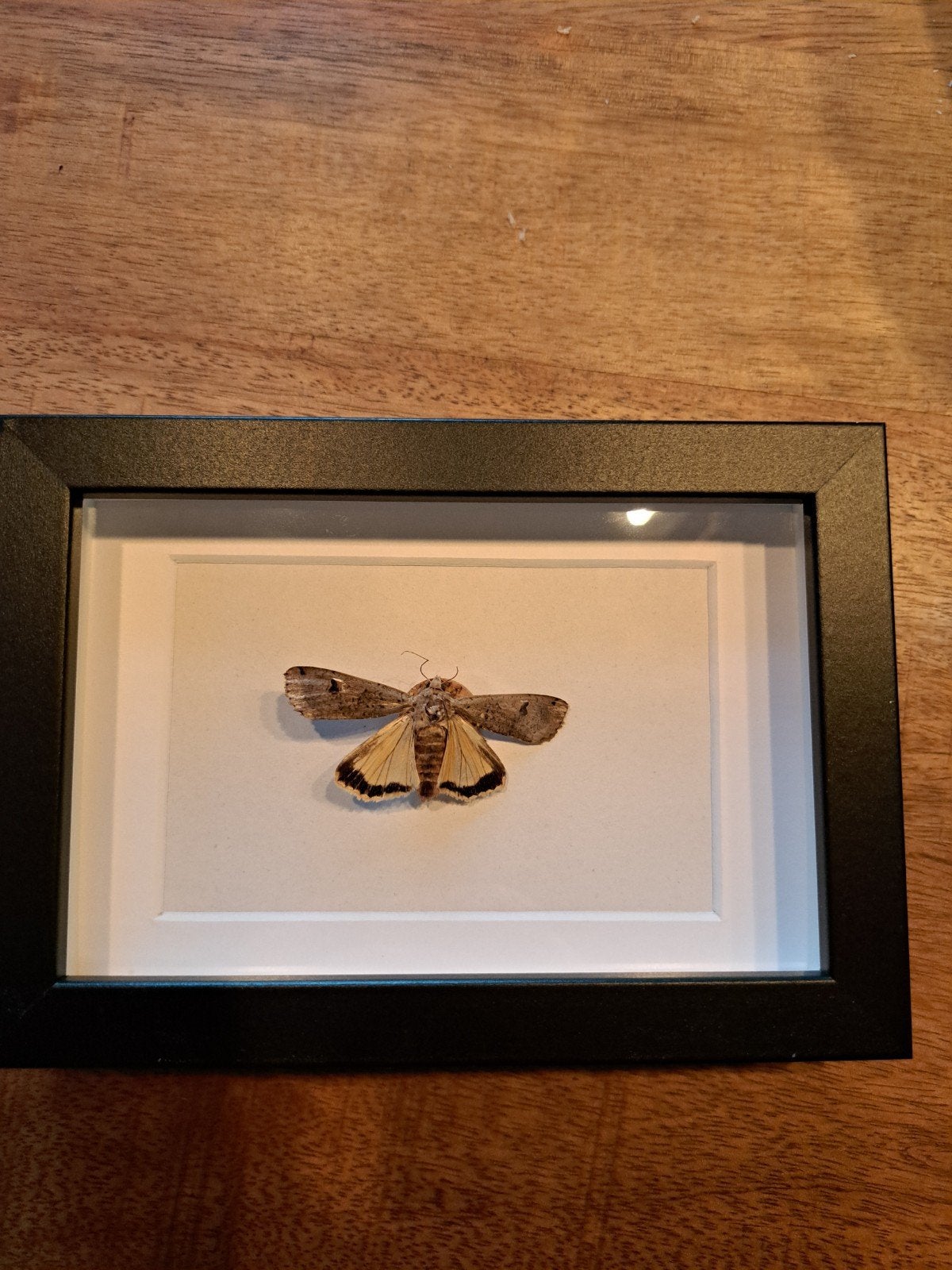 IngeLijste Nachtvlinder - Decoratieve Insectenlijst, Ophalen of Verzenden, Gebruikt