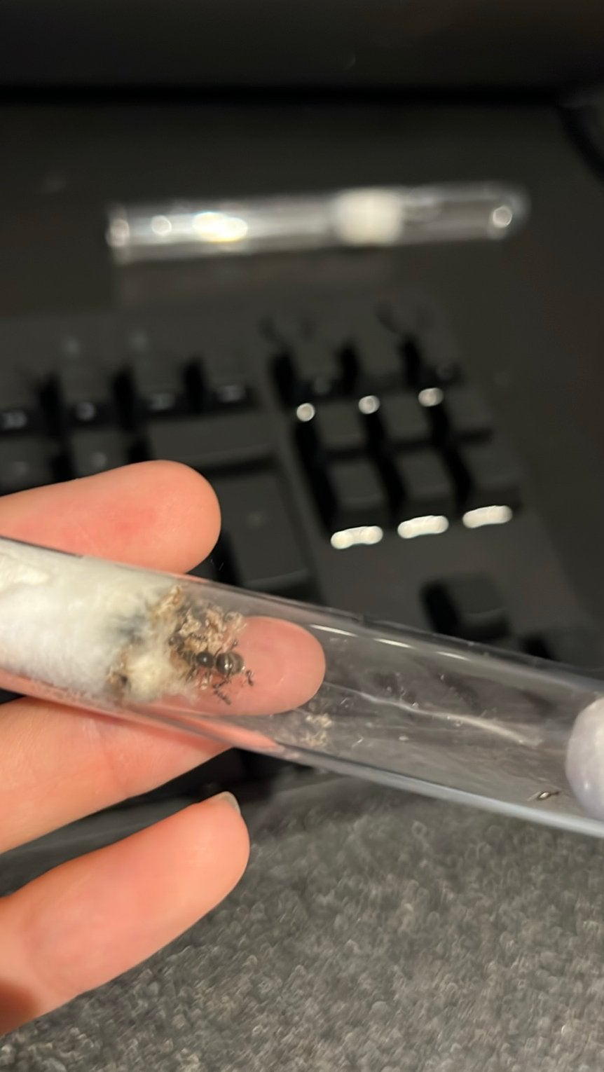 Lasius niger 10+ workers 50+ eggs/larva 10+ cacoons, Mieren