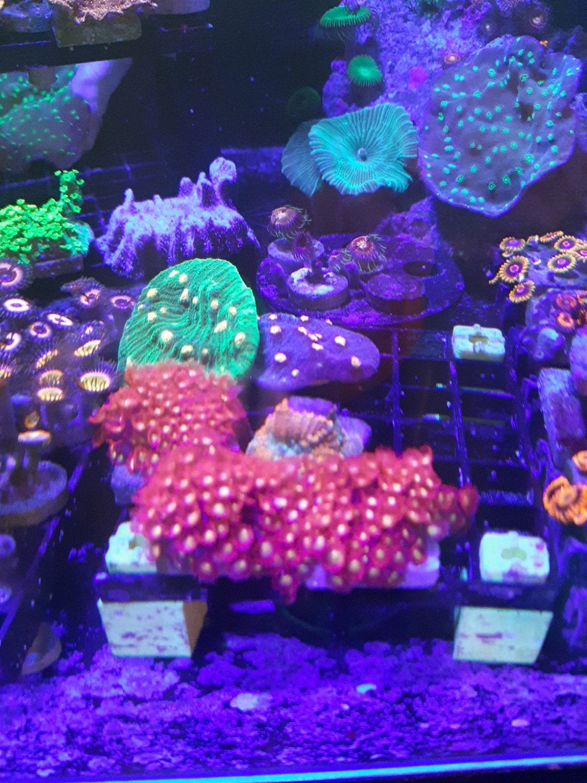 Bernardpora Sp. ULTRA RED/YELLOW, Dieren en Toebehoren