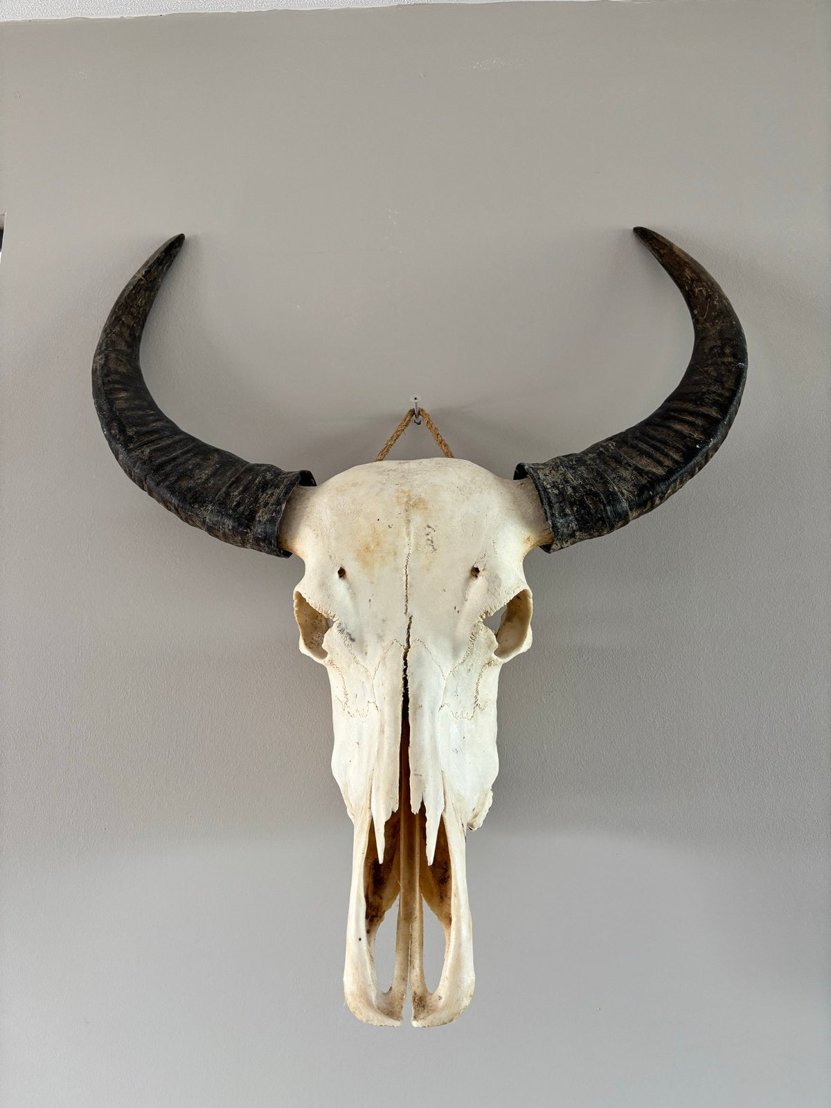Decoratieve Buffelschedel met Hoorns / skull, Ophalen of Verzenden