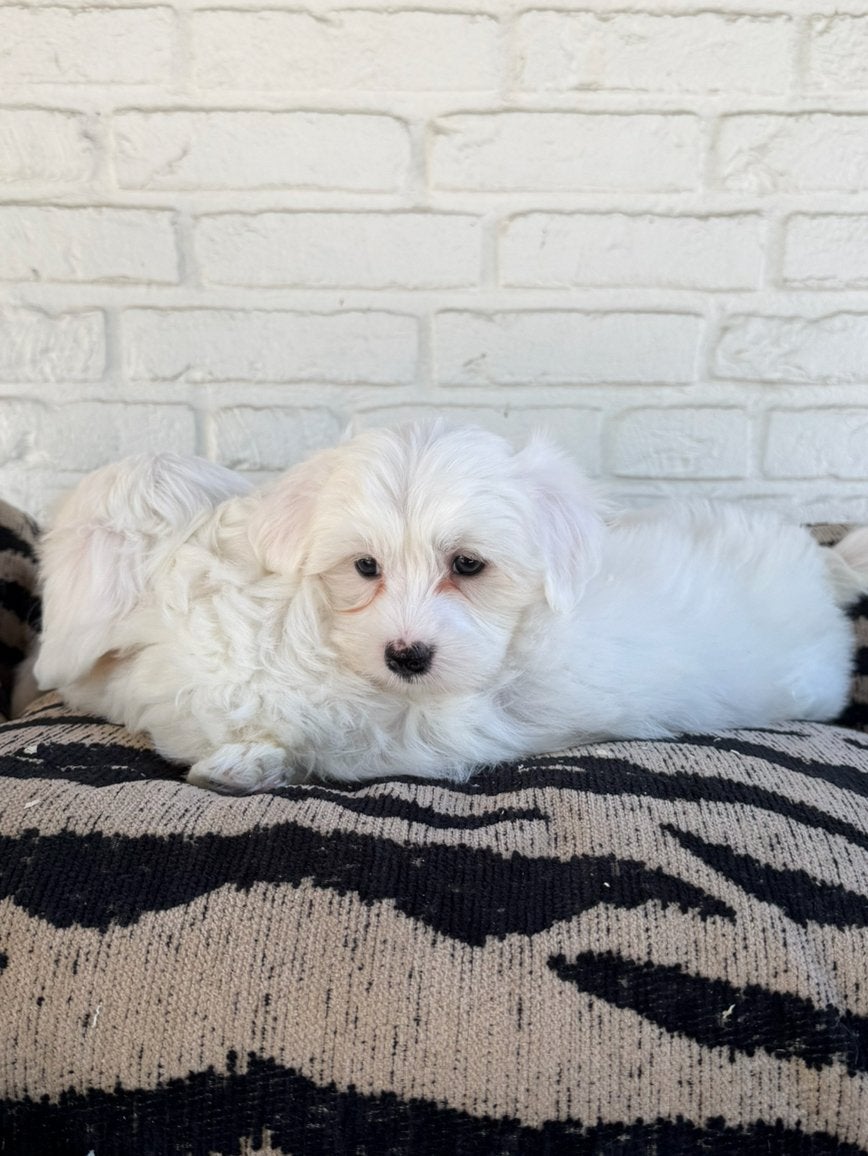 Maltezer pups reutjes, Parvo, Nederland, 8 tot 15 weken, Meerdere