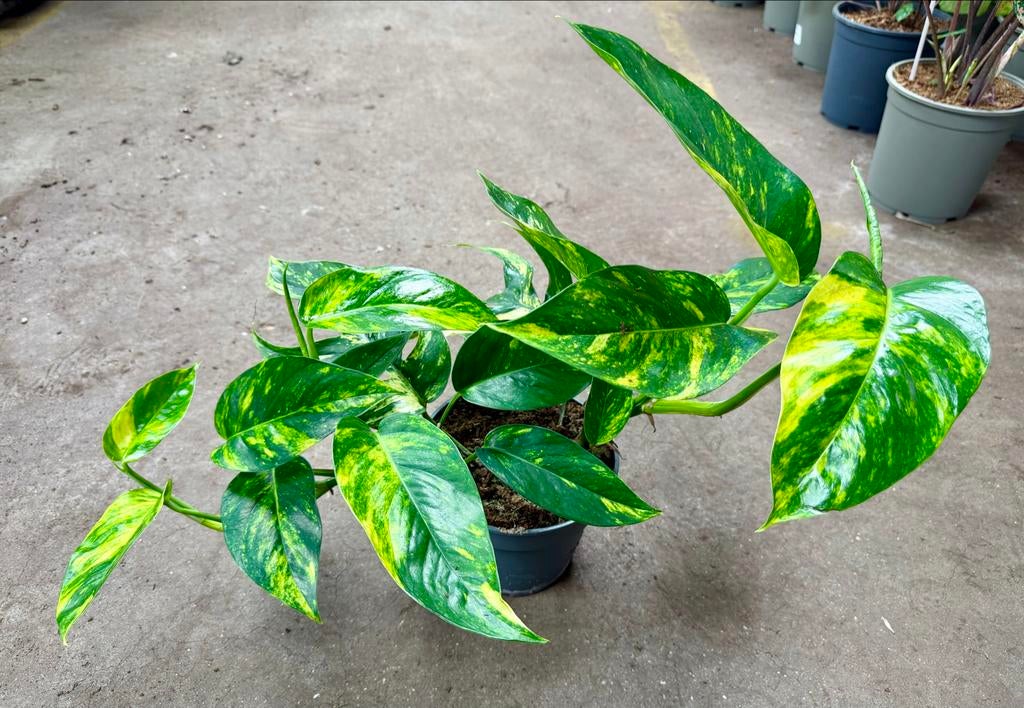 Epipremnum Gold Finger P17, Vaste plant, Ophalen of Verzenden, Bloeit niet, Halfschaduw