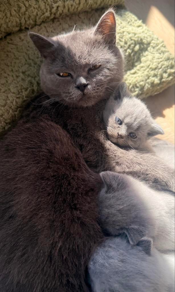 Mooie Britse korthaar kittens nestje, Dieren en Toebehoren, Katten en Kittens | Overige Katten, Kater, 0 tot 2 jaar