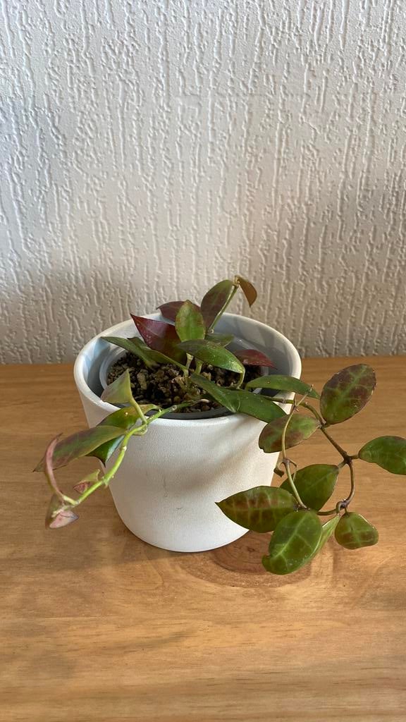 Hoya Walliniana, Ophalen of Verzenden, Halfschaduw, Minder dan 100 cm