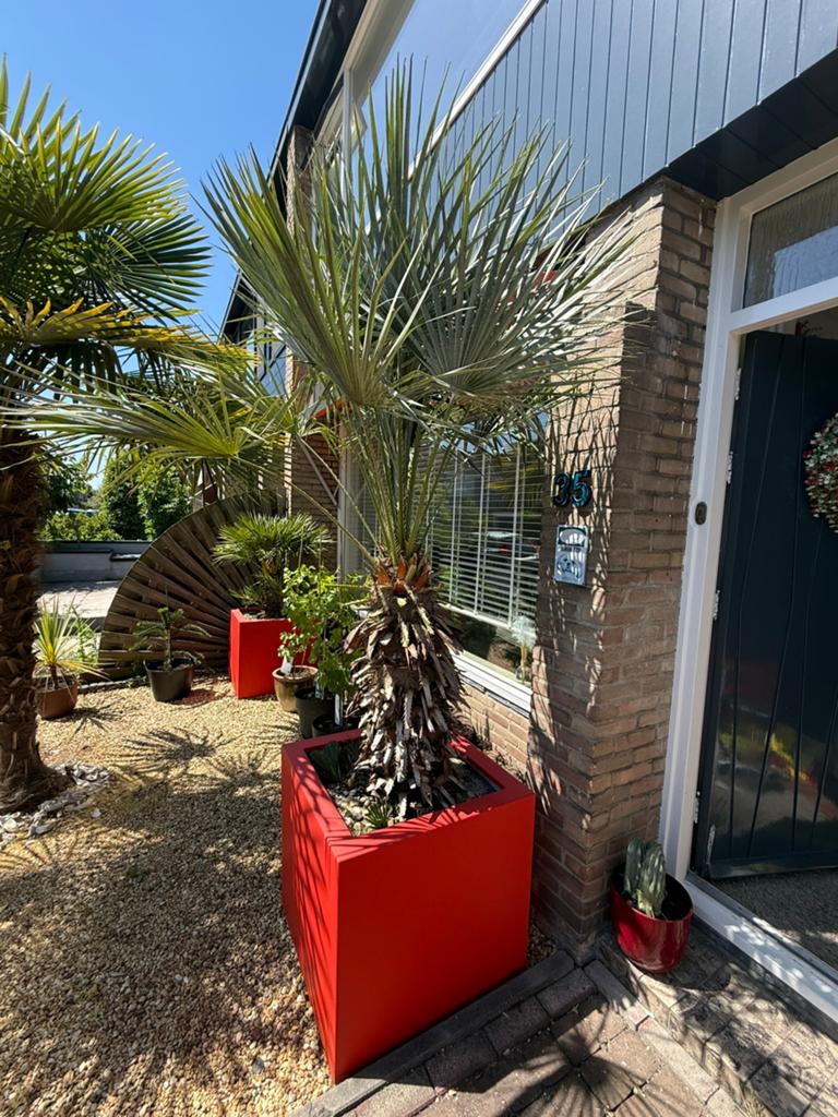 Palmboom in bak, Tuin en Terras, Planten | Bomen, Volle zon, Ophalen of Verzenden, 100 tot 250 cm, Zomer