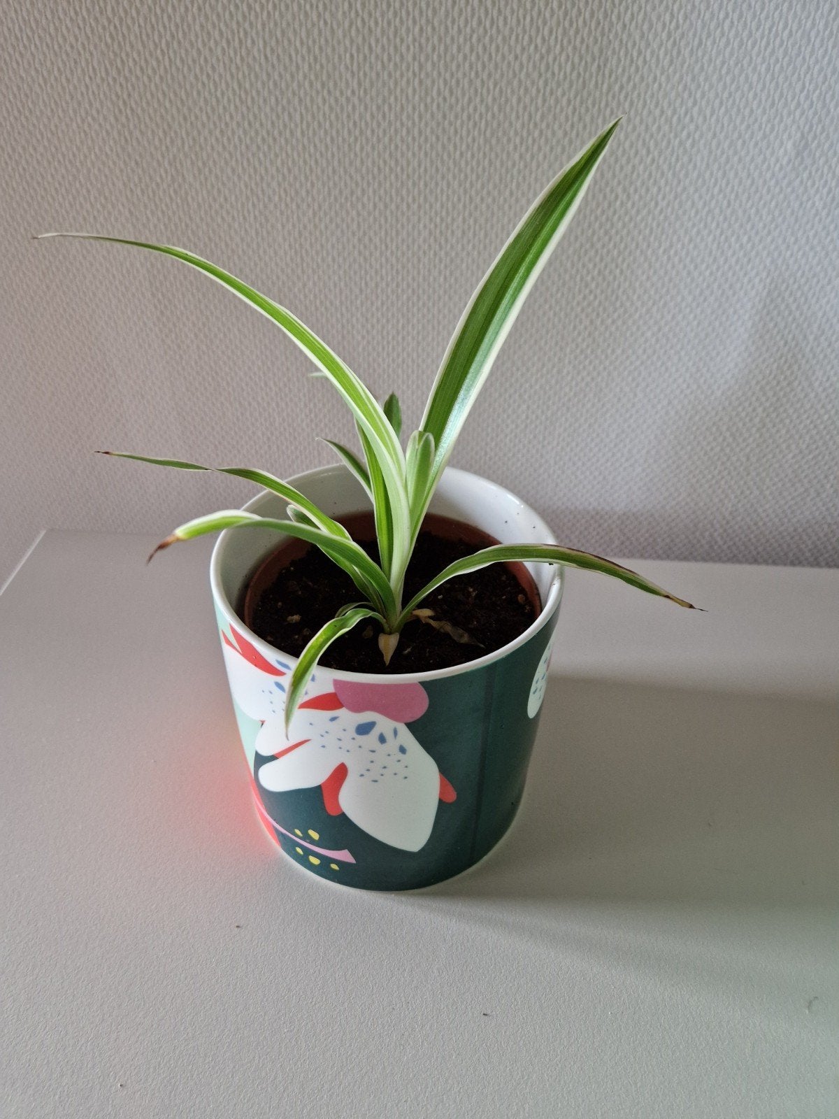 Graslelie (Chlorophytum comosum) in pot, Ophalen, Overige soorten, Halfschaduw, In pot