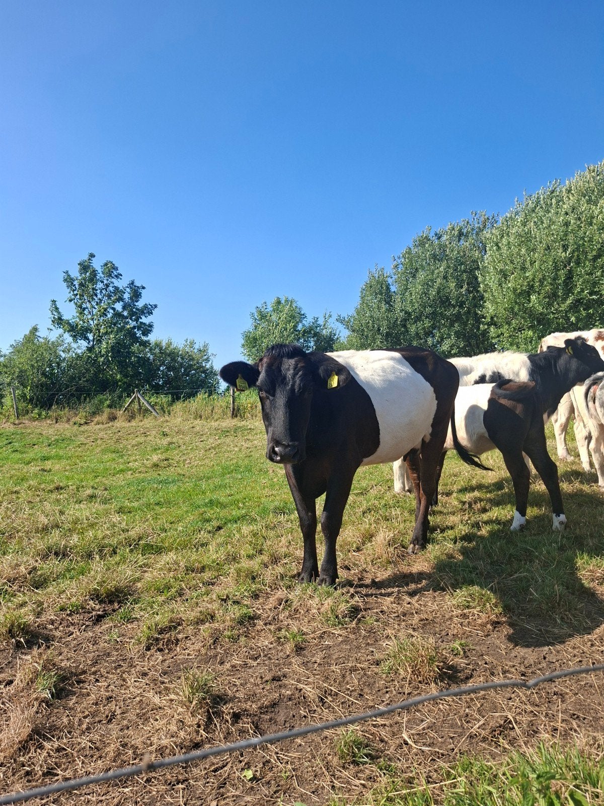 lakenvelder vaars., Vrouwelijk, 0 tot 2 jaar