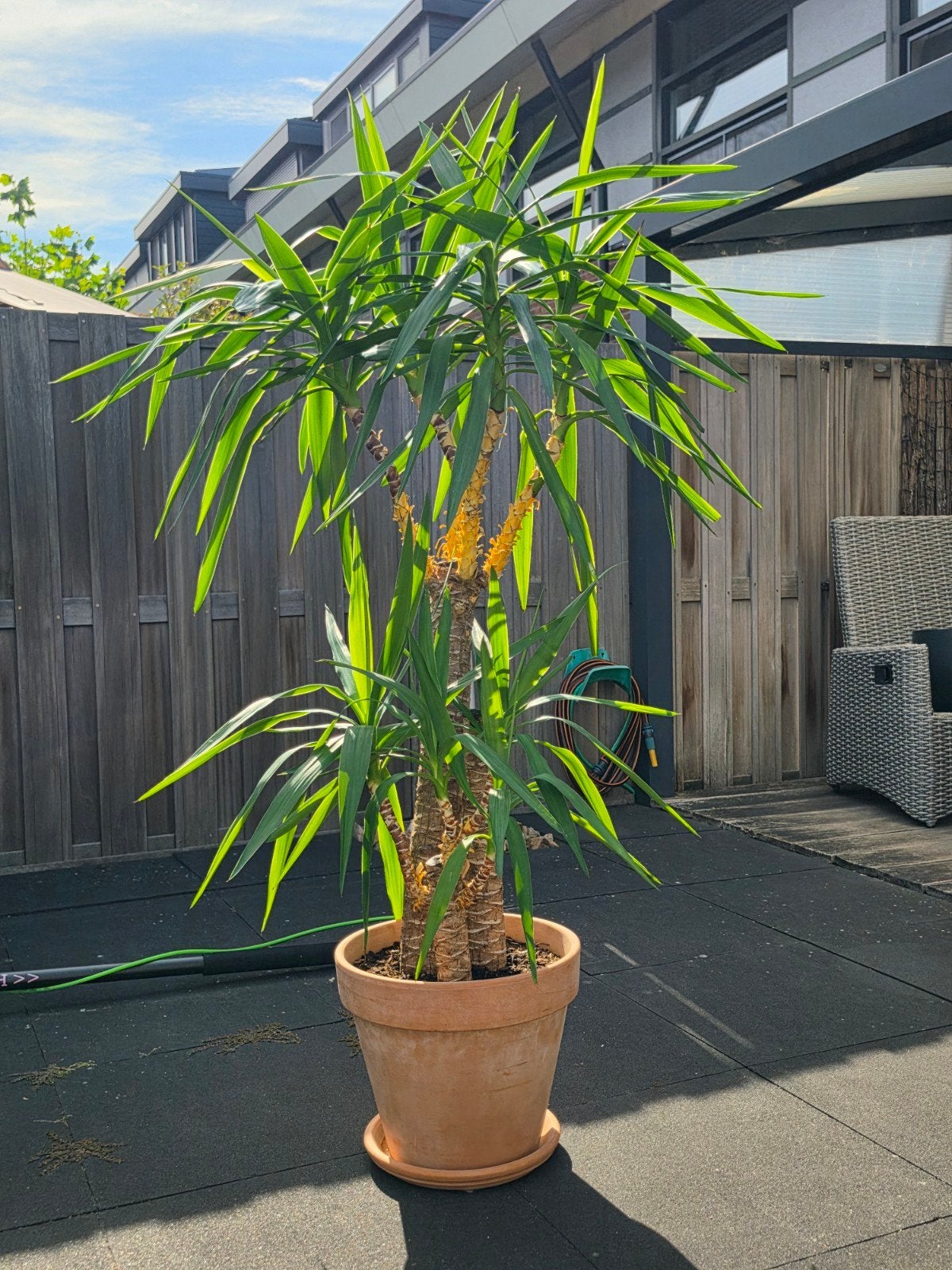 Grote Yucca kamerplant, Huis en Inrichting, Kamerplanten, Ophalen, In pot, Yucca, 150 tot 200 cm