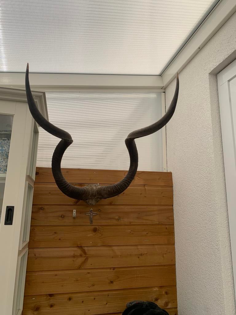 Dieren Hoorns Antilope prachtig, Ophalen of Verzenden, Zo goed als nieuw, Wandkapstok, Minder dan 100 cm